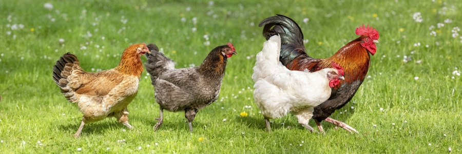 Aufhebung der Stallpflicht ab dem 1. Januar 2023 © Foto: AdobeStock/Ingo Bartussek